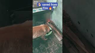 🐕 Saved from 🔥 #trending #video #viral #facts #shorts #short