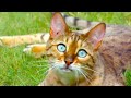 Top 5 Animal Superpowers! | BBC Earth