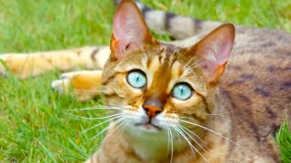 Top 5 Animal Superpowers! | BBC Earth