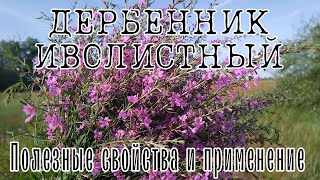 ДЕРБЕННИК ИВОЛИСТНЫЙ, ПЛАКУН-ТРАВА. Красивое лекарственные растение знакомое нам еще со сказок