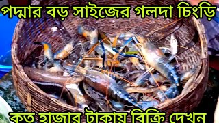 পদ্মার বড় সাইজের গলদা চিংড়ি মাছ বাইম মাছ পাঁচমিশালি মাছ নিলামে কত টাকায় বিক্রি হল দেখুন।