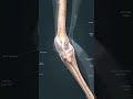 knee joints and calf muscles 3d anatomy 3danatomy