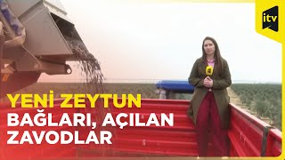 Azərbaycan zeytun yağlarının istehsalında lider olmağa iddialıdır