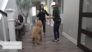 Basic Obedience with 6 Month Goldendoodle