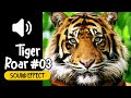 tiger roar 03 sound effect 老虎 03 吼叫 叫聲 動物 音效 high quality