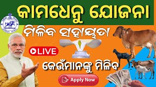 ମୁଖ୍ୟମନ୍ତ୍ରୀ କାମଧେନୁ ଯୋଜନା ଆବେଦନ//Kamadhenu Yojana Beneficiary installment Release//kamadhenu regis