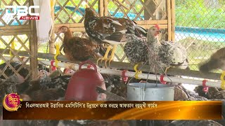 খামারে পাহাড়ি মুরগি | ঈদ বিশেষ কৃষিকথা