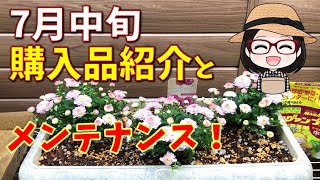 ブーゲンビレア〇フローズンクイーンが100円？！〇ポンポン咲きのマムで秋の気配〇ハボタン種まき〇八重咲きベゴニア植え替えと挿し芽〇常緑クレマチスペトレイ中耕〇フクシアの夏越し