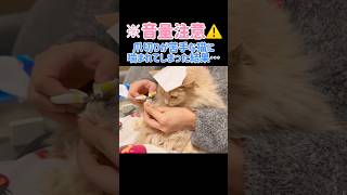 【絶叫⚠️】爪切りが苦手な猫ちゃんに噛まれた結果…