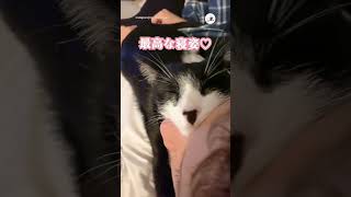 パパ一筋な猫さんの寝姿がこちら！｜PECO