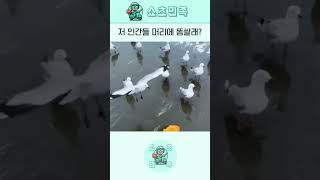 갈매기 조련사 #갈매기 #유머 #유머영상 #funny #funnyvideo #shortsvideo #릴스 #쇼츠 #웃긴쇼츠 #웃음