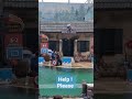 safari world 🇹🇭 sealion show สิงโตทะเล โชว์ shortvideo shortsyoutube shortsfeed travel safari