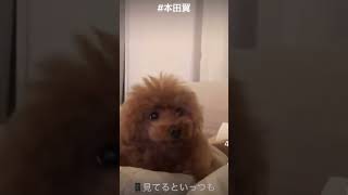 可愛いが過ぎる本田翼②#本田翼 #インスタ #インスタライブ #tiktok