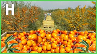 Growing \u0026 Harvesting Sea Buckthorn [Liquid Gold]  - How to Process Sea Buckthorn @HappyFarm85