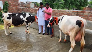 20-22liters milk capacity 5 cows for sale/Jagdeep diary farm