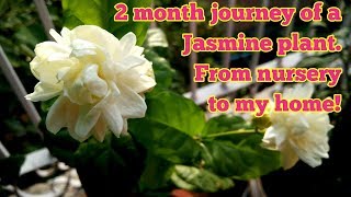 Grow Jasminum Sambac|Journey of a Jasmine plant! (with updates!)