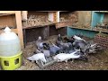 karışık yem mi buğday mı güvercin beslemede dikkat edilecek püf noktaları türkiye pigeons