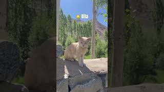 The cat 🐱 #cat #pussycat #pussy #snowbell #ladakh #leh #travel #explore #phyang #nature #hanle