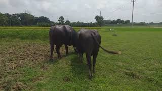 একজোড়া বিশাল দেহি পাঁঠা মহিষ দেখুন নতিডাঙ্গার মাঠে।