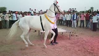 परफ्यूम लगावै चुन्नी पर डांस करना अब घोड़ी को भी डांस पसंद है || dancing horse || lovekush dungri