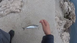 Zadnji shore jigging u 2022, skusa - Last fishing of 2022, Atlantic Mackerel