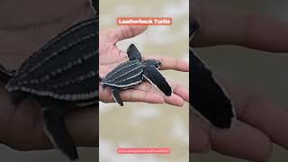 Leatherback turtle