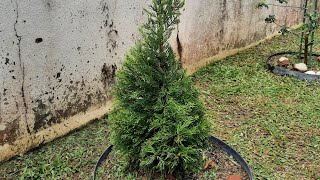 percubaan pertama membentuk spiral pokok lemon cypress.