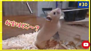 【ハムスター】隙を見つけ脱走します🐭