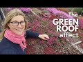 The Green Roof gardening experience