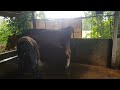 kiri mama dairy srilanka real organic farm fresh milk cleaning cows and shed before milking