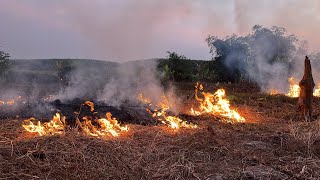 Crop residue burning and soil preparation  [Buring rice straw and dry grass at the field ]