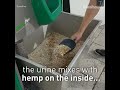 Amsterdam hemp Urinals|#shorts