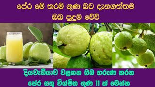 පේර මේ තරම් ගුණ බව ඔබ දන්නවාද ? පෙර සතු විශ්මිත ගුණ 11 ක් මෙන්න The best health benefits of Guava