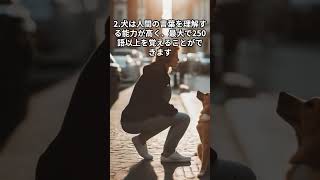 ワンコの雑学１ #犬 #雑学 #面白い #役に立つ #知識 #能力 #感情 #行動 #コミュニケーション #絆 #shorts #short #shortvideo