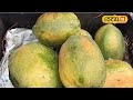 papaya leaf benefits जानें पपीते के पत्ते शरीर के लिए कैसे है लाभदायक local18