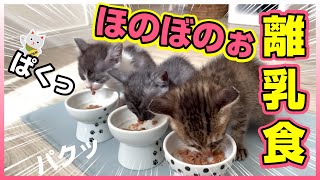 「なかなか来ないのは誰だ～」子猫の離乳食。★ほのぼの系★〈保護猫生活31日目〉