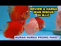 REVIEW HARGA IKAN DISCUS DI MAIN IKAN CHANNEL ❗❗ || DISCUS FISH || UPDATE AGUSTUS