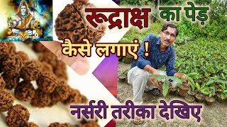 रुद्राक्ष का पेड़ कैसे लगाएं , पूरा नर्सरी तरीका देखिए / How to grow Rudraksha Plant