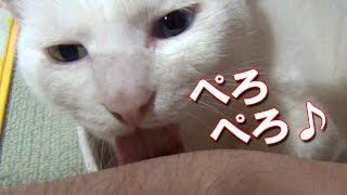 遊んであげたら、優しく手を舐めてくれた白猫ユキ White cat Yuki licks my hand