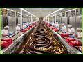 Kit-kat Mega Factory: How They Process Millions Of Kit-kat With Modern Technology