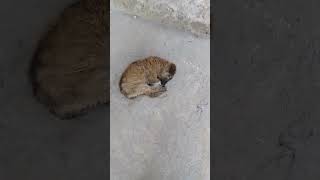 New Born abandoned puppy sleeping in evening | Mountain Village | Simba The King #ytshorts #animals