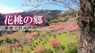 ピンクの花桃が溢れる山の集落【大内沢花桃の郷】Peach Flower's Village