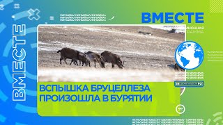 Вспышка бруцеллеза произошла в Бурятии