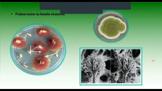 Sesión 1 de Micología/Características generales de los hongos Importancia de su estudio