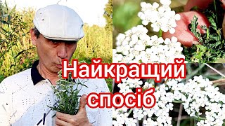 Лікарські рослини, кровоспинні лікарські трави, секрет зупинки кровотечі. Для здоров'я.