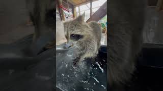 Splish, splash, it’s a #raccoon taking a bath #raccoons