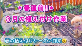 【*今が植えどき*春苗】春を満開に迎える準備/1年草と多年草11種/ダイソーのアレで鉢植えの通気性確保/つるバラフェンス設置/寄せ植え解体作業