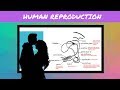 IGCSE BIOLOGY REVISION [Syllabus 16]- Human Reproduction