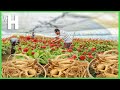 Cara Orang Korea Menghasilkan Ginseng [Akar Termahal di Dunia] - Budidaya Ginseng @HappyFarm85