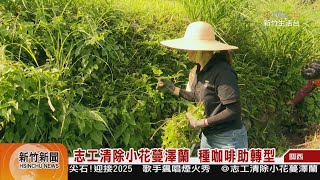 志工清除小花蔓澤蘭  種咖啡助轉型